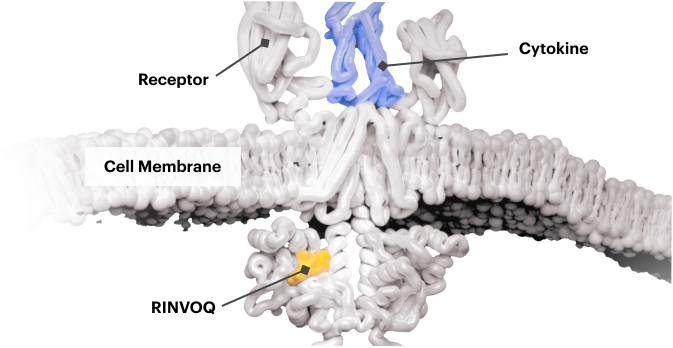 Cytokines bind to cells.