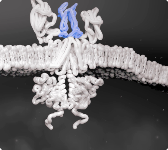 JAK-STAT pathway being activated.