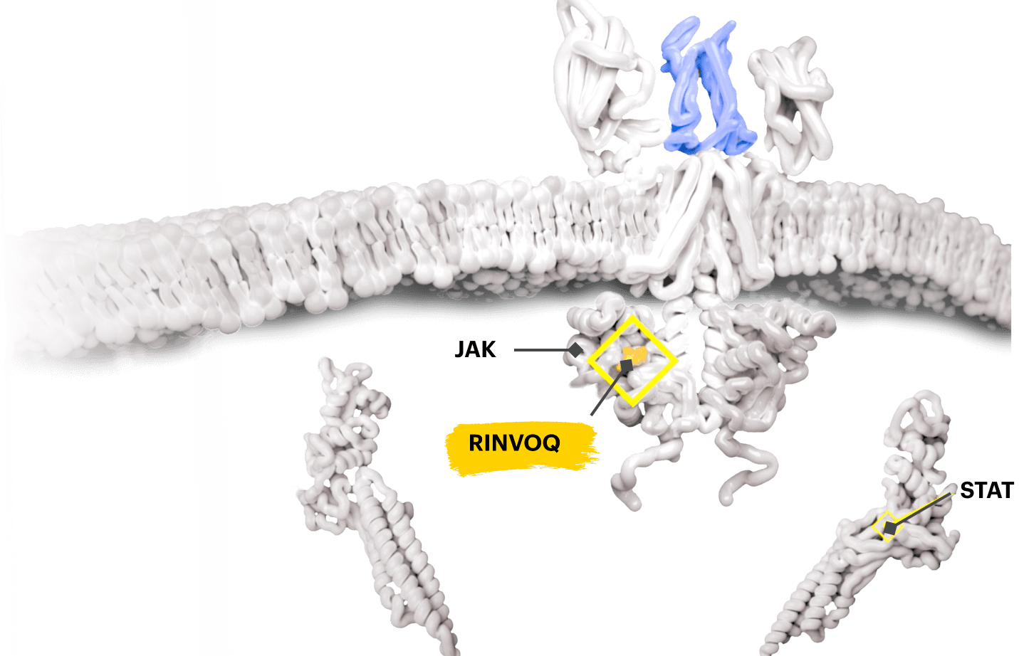 RINVOQ® (upadacitinib) Mechanism of Action