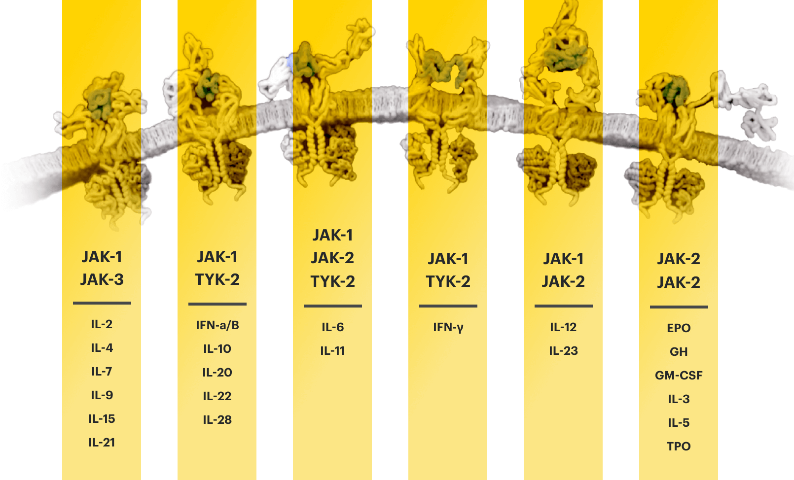 JAK-STAT pathways.