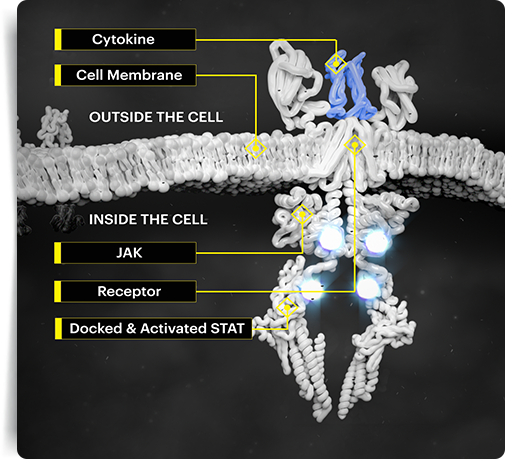 Dosing | Monitoring | Mechanism of Action | RINVOQ™ (upadacitinib)